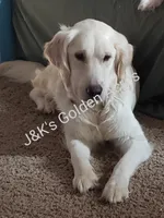 Colton, a male Golden Retriever for sale in Riga, MI – Photo 6 of 6