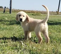 Colton, a male Golden Retriever for sale in Riga, MI – Photo 1 of 6