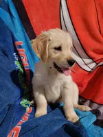 Colton, a male Golden Retriever for sale in Riga, MI – Photo 2 of 6