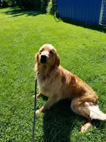 Colton, a male Golden Retriever for sale in Riga, MI – Photo 5 of 6