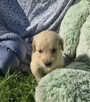 Dougie, a male Golden Retriever for sale in Riga, MI – 2 of 10