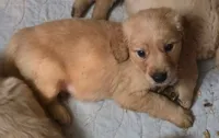 Ralph, a male Golden Retriever for sale in Riga, MI – 2 of 6