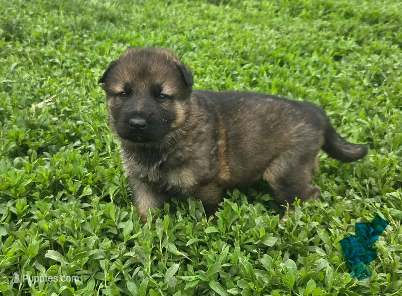 Parker – German Shepherd Dog puppy for sale in Riga, MI