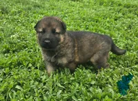 Parker, a male German Shepherd Dog for sale in Riga, MI – 1 of 3