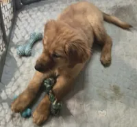 Teddy, a male Golden Retriever for sale in Riga, MI – 5 of 6