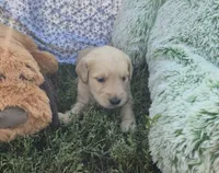 Daisy, a female Golden Retriever for sale in Riga, MI – 6 of 9