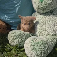 Reggie, a male German Shepherd Dog for sale in Riga, MI – 6 of 8