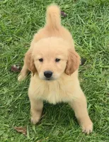 Daphne, a female Golden Retriever for sale in Riga, MI – 8 of 10