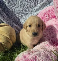 Dougie, a male Golden Retriever for sale in Riga, MI – 9 of 10