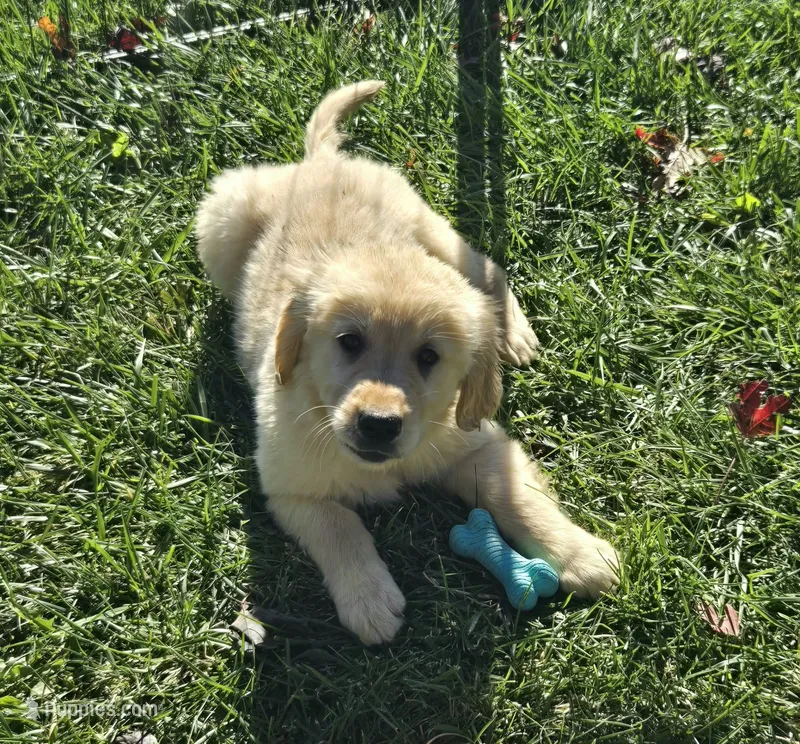 Sophie – Golden Retriever puppy for sale in Riga, MI