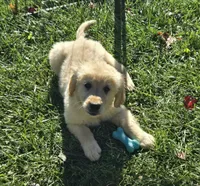Sophie, a female Golden Retriever for sale in Riga, MI – 1 of 7