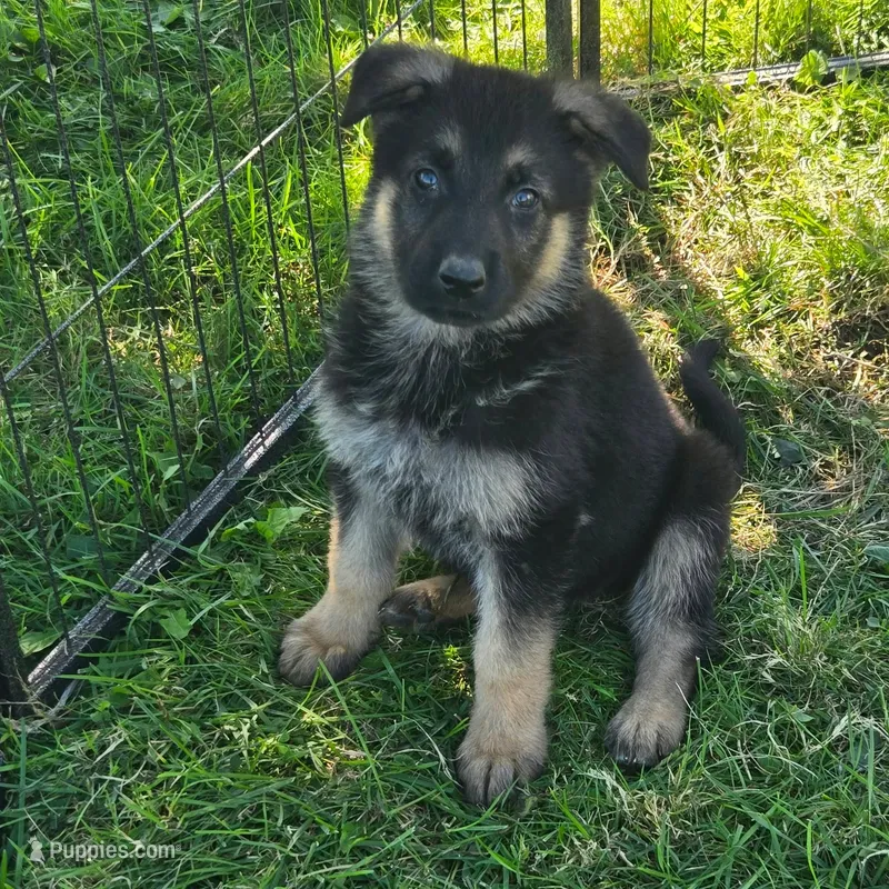 Pixie – German Shepherd Dog puppy for sale in Riga, MI