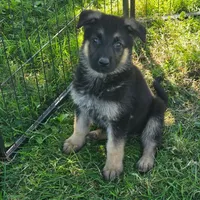 Pixie, a female German Shepherd Dog for sale in Riga, MI – 1 of 10