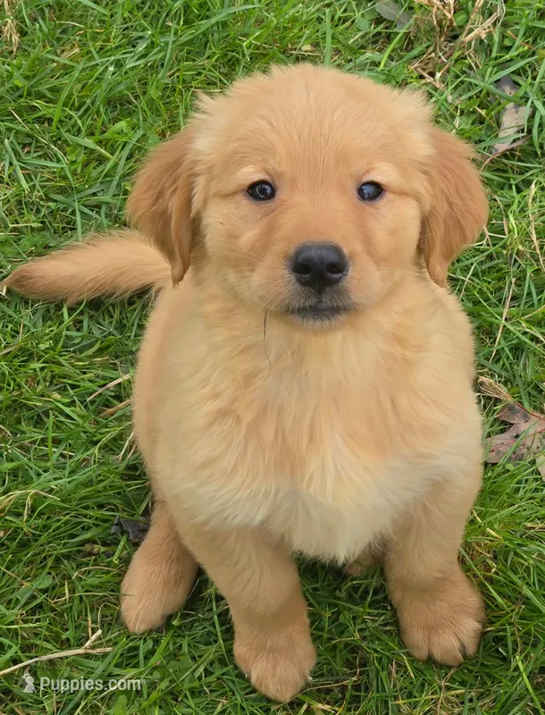 Ralph – Golden Retriever puppy for sale in Riga, MI