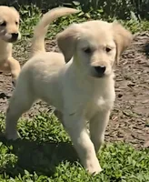 Bella, a female Golden Retriever for sale in Riga, MI – 3 of 8