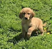 Bella, a female Golden Retriever for sale in Riga, MI – 4 of 8