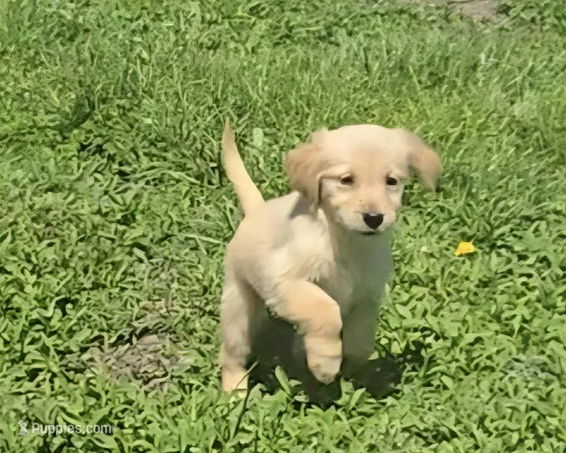 Bella – Golden Retriever puppy for sale in Riga, MI