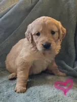 Bella, a female Golden Retriever for sale in Riga, MI – Photo 9 of 10