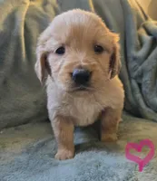 Bella, a female Golden Retriever for sale in Riga, MI – Photo 8 of 10