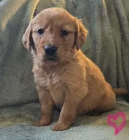 Bella, a female Golden Retriever for sale in Riga, MI – Photo 5 of 10