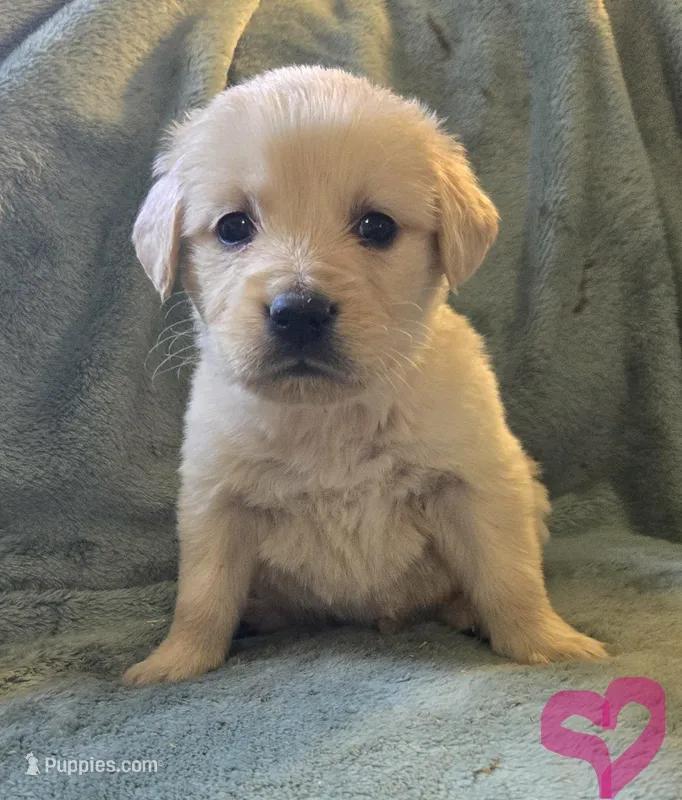 Bella, a female Golden Retriever for sale in Riga, MI – Photo 1 of 10