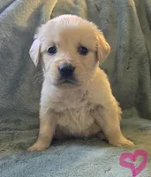 Bella, a female Golden Retriever for sale in Riga, MI – Photo 1 of 10