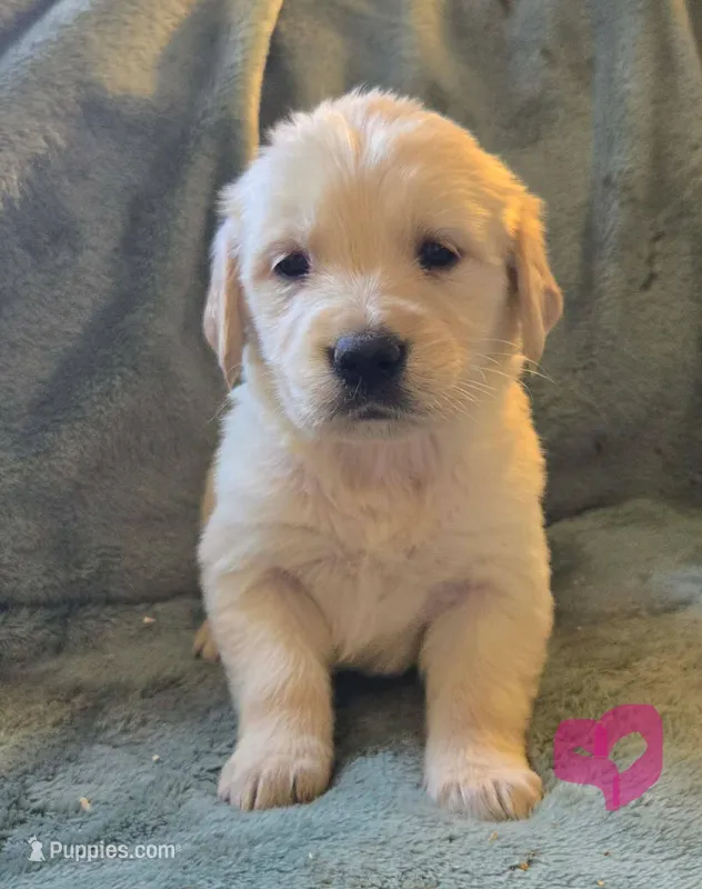 Bella – Golden Retriever puppy for sale in Riga, MI