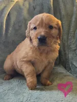 Bella, a female Golden Retriever for sale in Riga, MI – Photo 4 of 10