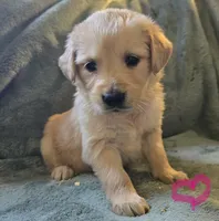 Bella, a female Golden Retriever for sale in Riga, MI – Photo 10 of 10