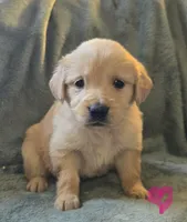 Bella, a female Golden Retriever for sale in Riga, MI – Photo 7 of 10