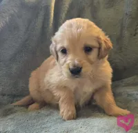 Bella, a female Golden Retriever for sale in Riga, MI – Photo 6 of 10