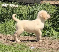 Bella, a female Golden Retriever for sale in Riga, MI – 8 of 8