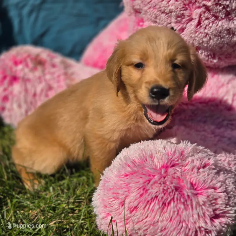 Tulip – Golden Retriever puppy for sale in Riga, MI