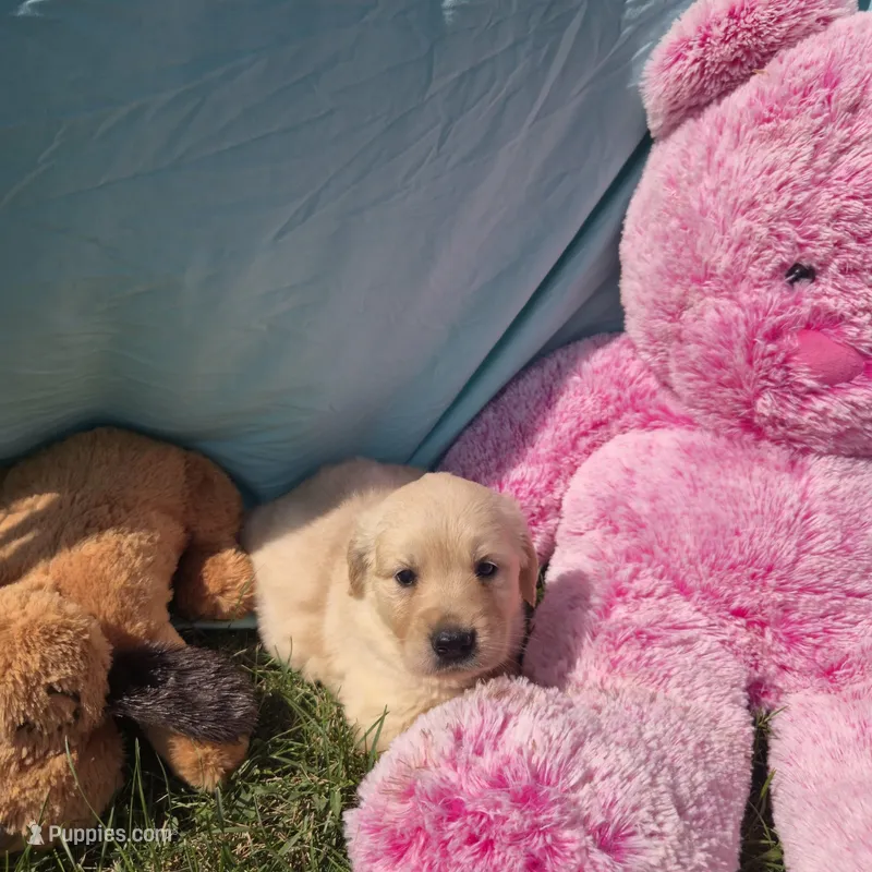 Daphne – Golden Retriever puppy for sale in Riga, MI