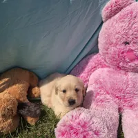 Daphne, a female Golden Retriever for sale in Riga, MI – 1 of 6