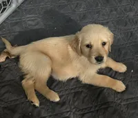 Lincoln, a male Golden Retriever for sale in Riga, MI – Photo 8 of 8