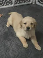 Lincoln, a male Golden Retriever for sale in Riga, MI – Photo 1 of 8