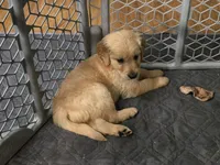 Lincoln, a male Golden Retriever for sale in Riga, MI – Photo 5 of 8