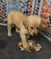 Lincoln, a male Golden Retriever for sale in Riga, MI – Photo 4 of 8