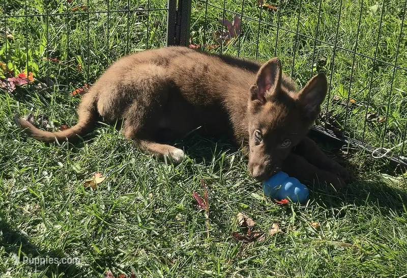Lola – German Shepherd Dog puppy for sale in Riga, MI