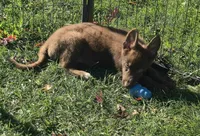 Lola, a female German Shepherd Dog for sale in Riga, MI – 1 of 10