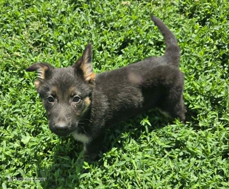 Lady – German Shepherd Dog puppy for sale in Riga, MI