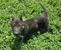 Lady, a female German Shepherd Dog for sale in Riga, MI – 1 of 7