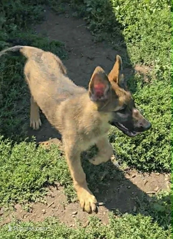 Jubby – German Shepherd Dog puppy for sale in Riga, MI