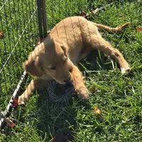 Sophie, a female Golden Retriever for sale in Riga, MI – 7 of 7