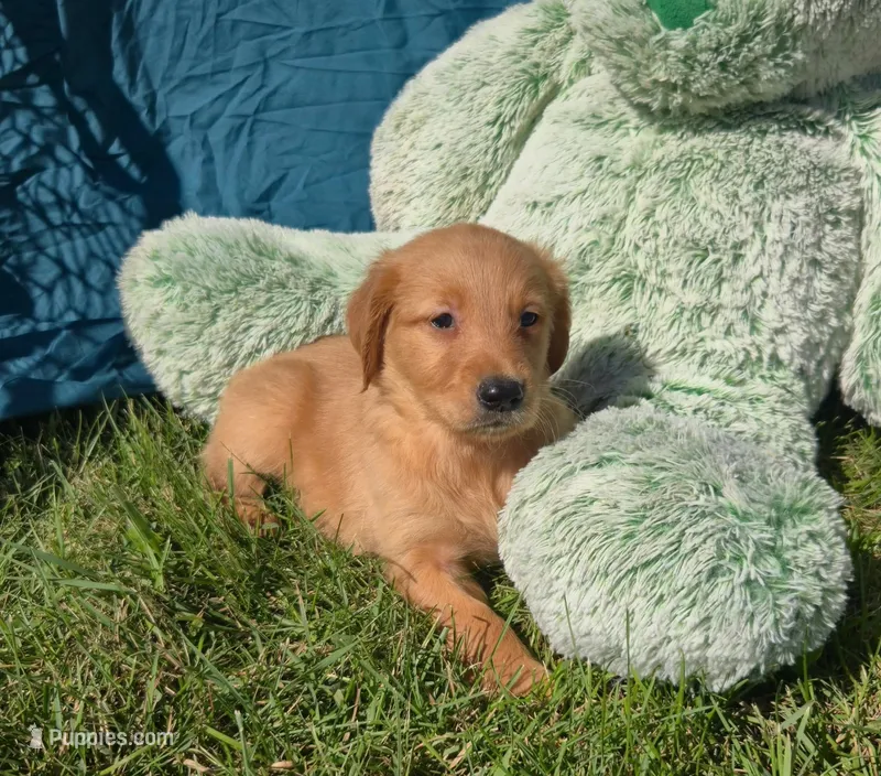 Copper – Golden Retriever puppy for sale in Riga, MI
