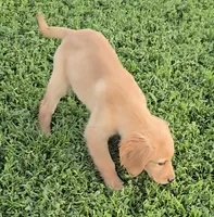 Teddy, a male Golden Retriever for sale in Riga, MI – 2 of 6