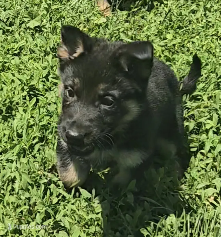Lady – German Shepherd Dog puppy for sale in Riga, MI