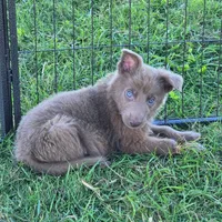 Gunner, a male German Shepherd Dog for sale in Riga, MI – 3 of 6