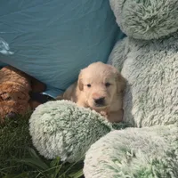 Daphne, a female Golden Retriever for sale in Riga, MI – 5 of 6